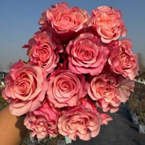 Rosa Ramonda