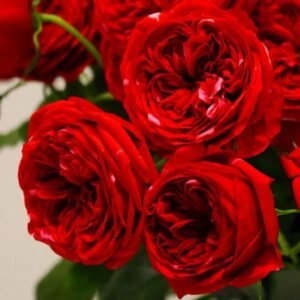 Roseberry Rose