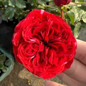 Roseberry Rose