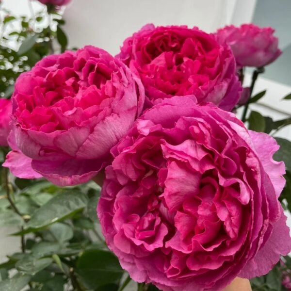 Rouge de Parfum Rose