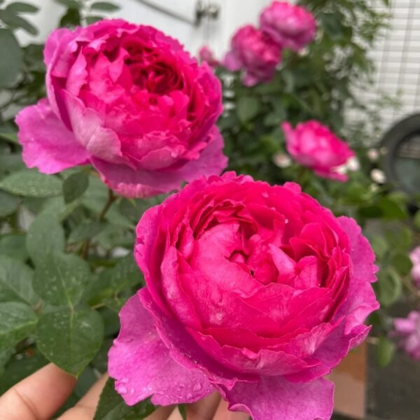 Rouge de Parfum Rose