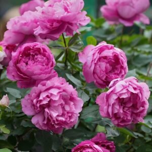 Rouge de Parfum Rose