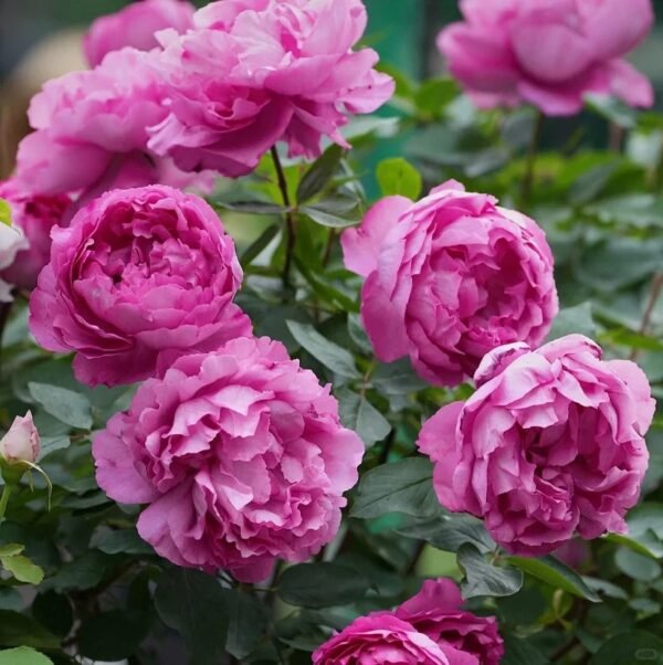 Rouge de Parfum Rose