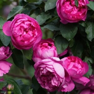 Rouge de Parfum Rose