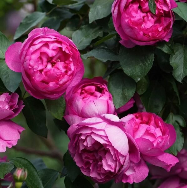 Rouge de Parfum Rose