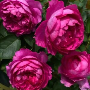 Rouge de Parfum Rose