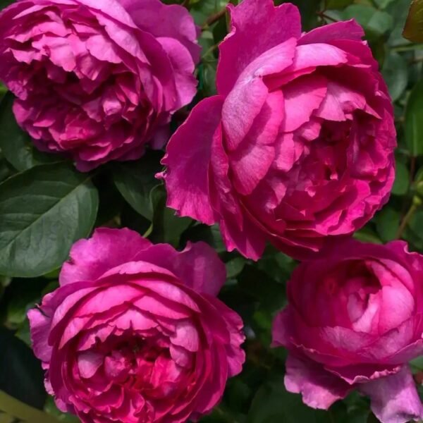 Rouge de Parfum Rose