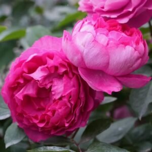 Rouge de Parfum Rose