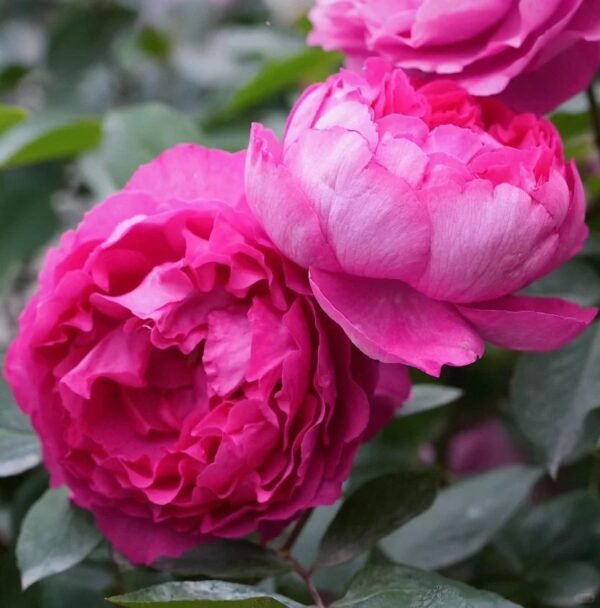 Rouge de Parfum Rose