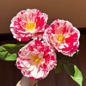 Scentimental Rose