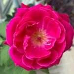 Soft Fragrant Red Rose