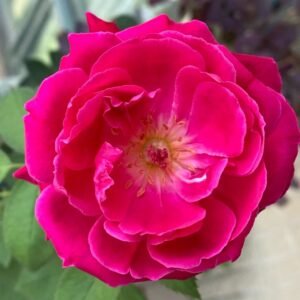 Soft Fragrant Red Rose