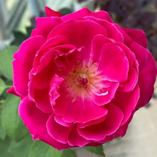 Soft Fragrant Red Rose1 Soft Fragrant Red Rose