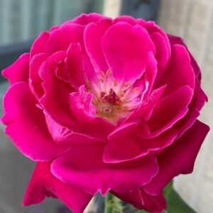 Soft Fragrant Red Rose