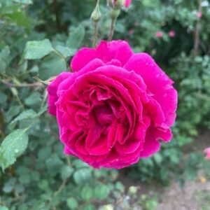 Soft Fragrant Red Rose