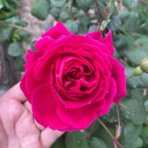 Soft Fragrant Red Rose