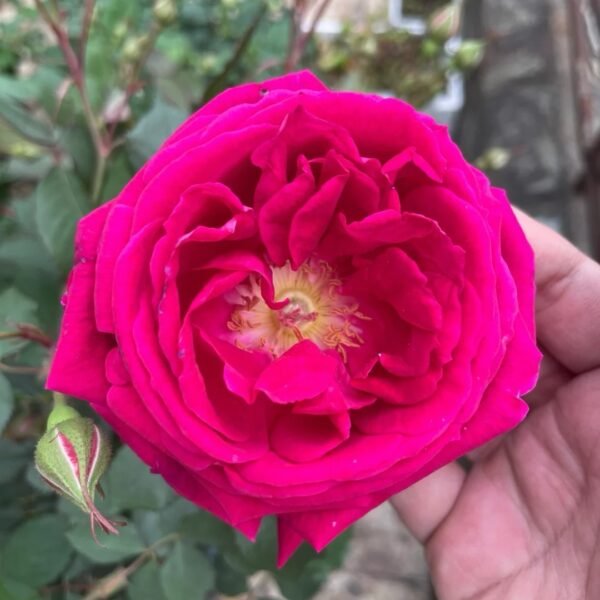 Soft Fragrant Red Rose
