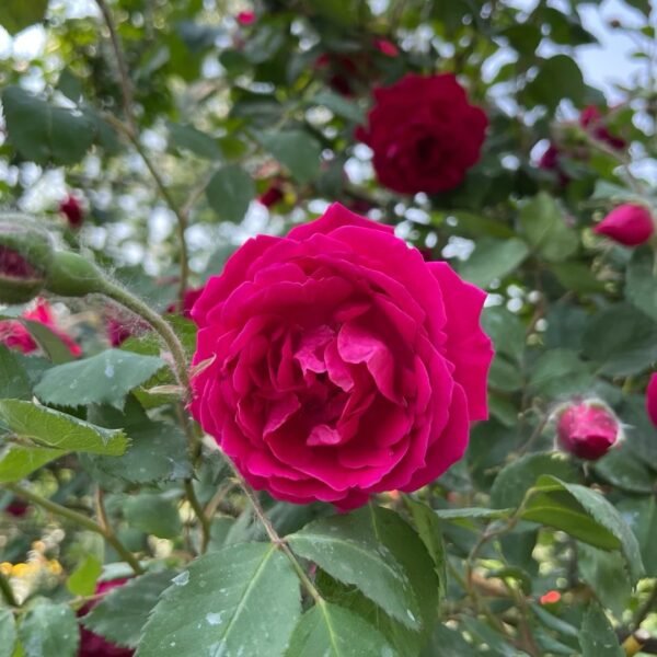 Soft Fragrant Red Rose