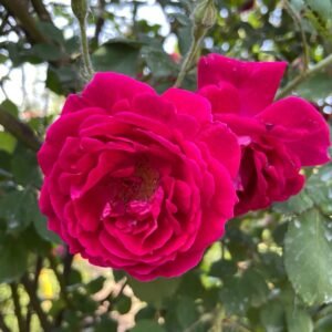 Soft Fragrant Red Rose