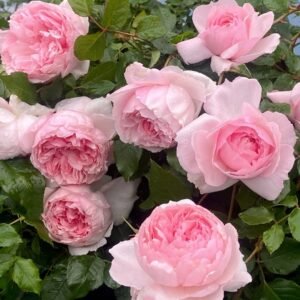The Wedgwood Rose