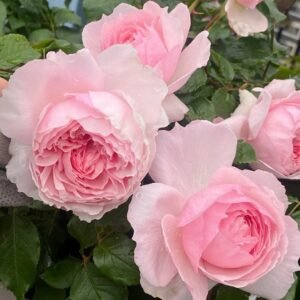 The Wedgwood Rose