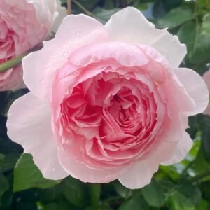 The Wedgwood Rose