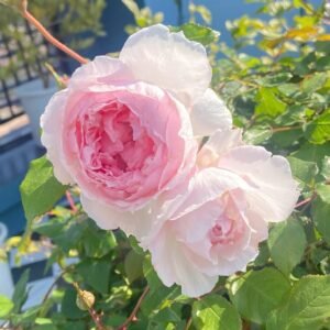 The Wedgwood Rose