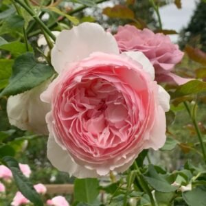 The Wedgwood Rose