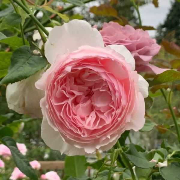 The Wedgwood Rose
