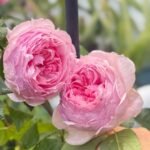 The Wedgwood Rose