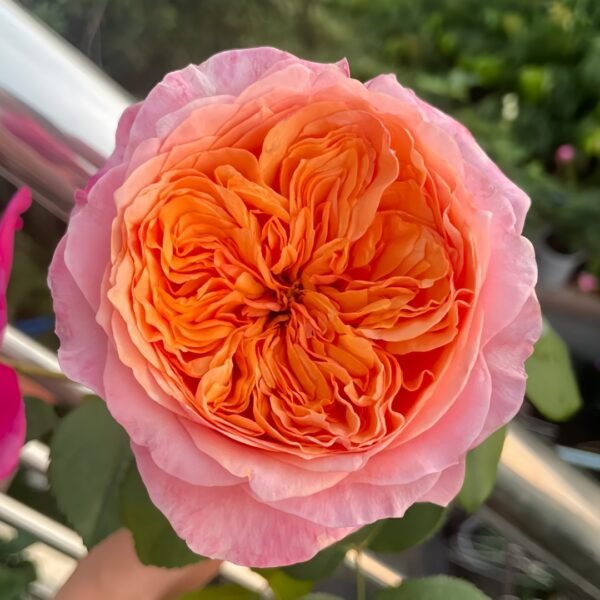 Victoria's secret Rose