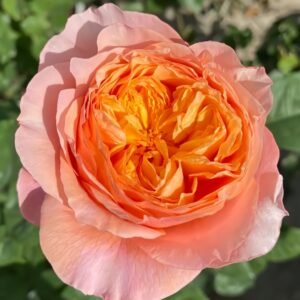 Victoria's secret Rose
