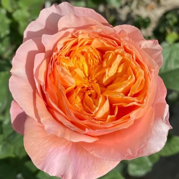 Victoria's secret Rose
