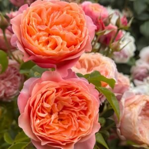 Victoria's secret Rose