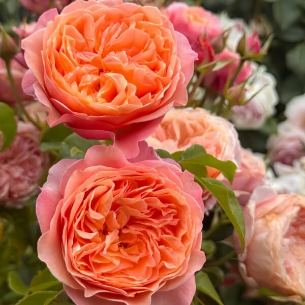 Victoria's secret Rose