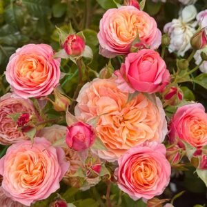 Victoria's secret Rose