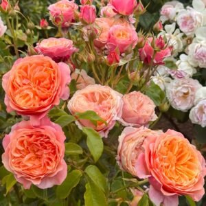 Victoria's secret Rose