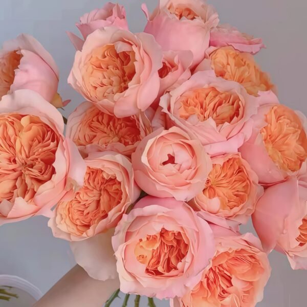 Victoria's secret Rose