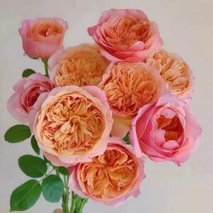 Victoria's secret Rose