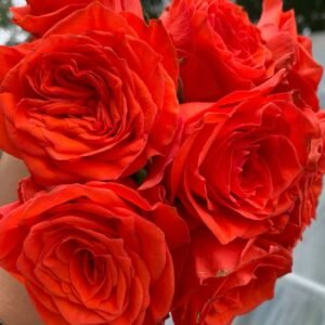 Wine Red Embroidery Rose