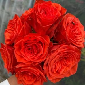 Wine Red Embroidery Rose