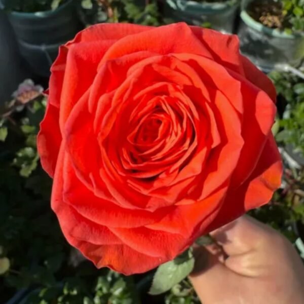Wine Red Embroidery Rose