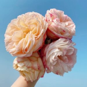 Yves Classical Perfume Rose