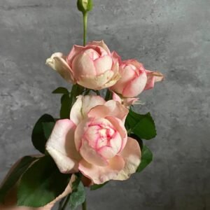 Yves Classical Perfume Rose