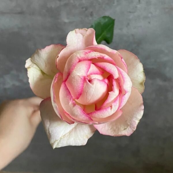 Yves Classical Perfume Rose