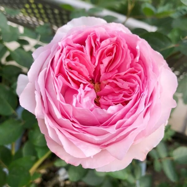 Yves No4 Aroma Rose