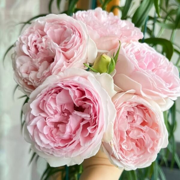 Yves Otome heart Rose