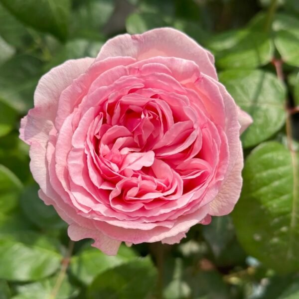 Yves Otome heart Rose