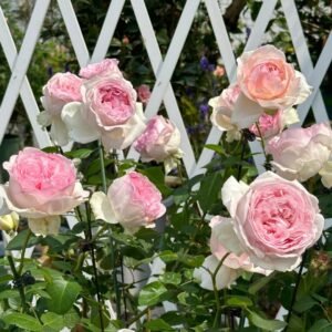 Yves Otome heart Rose