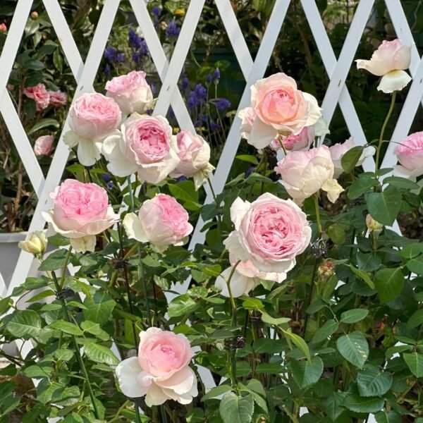 Yves Otome heart Rose